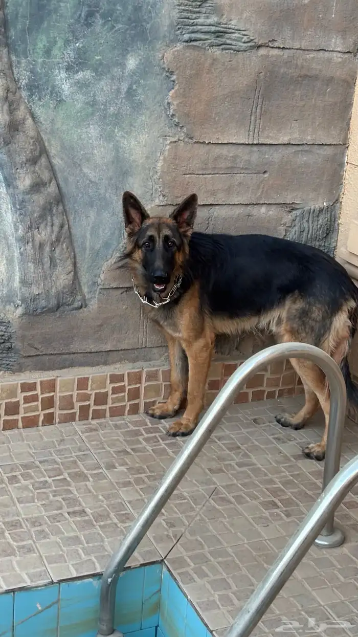 كلبين جيرمن 1