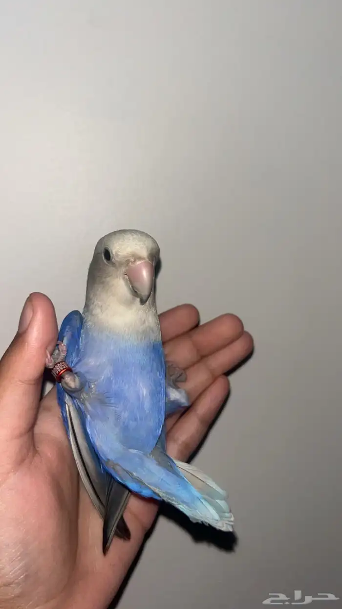 للبيع طير روز 5