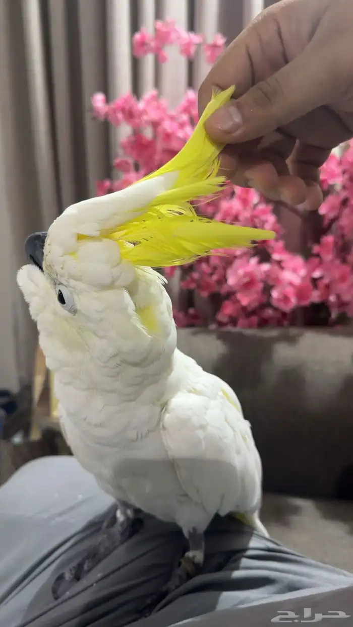 بغبغاء الكوكاتو سلفر 3