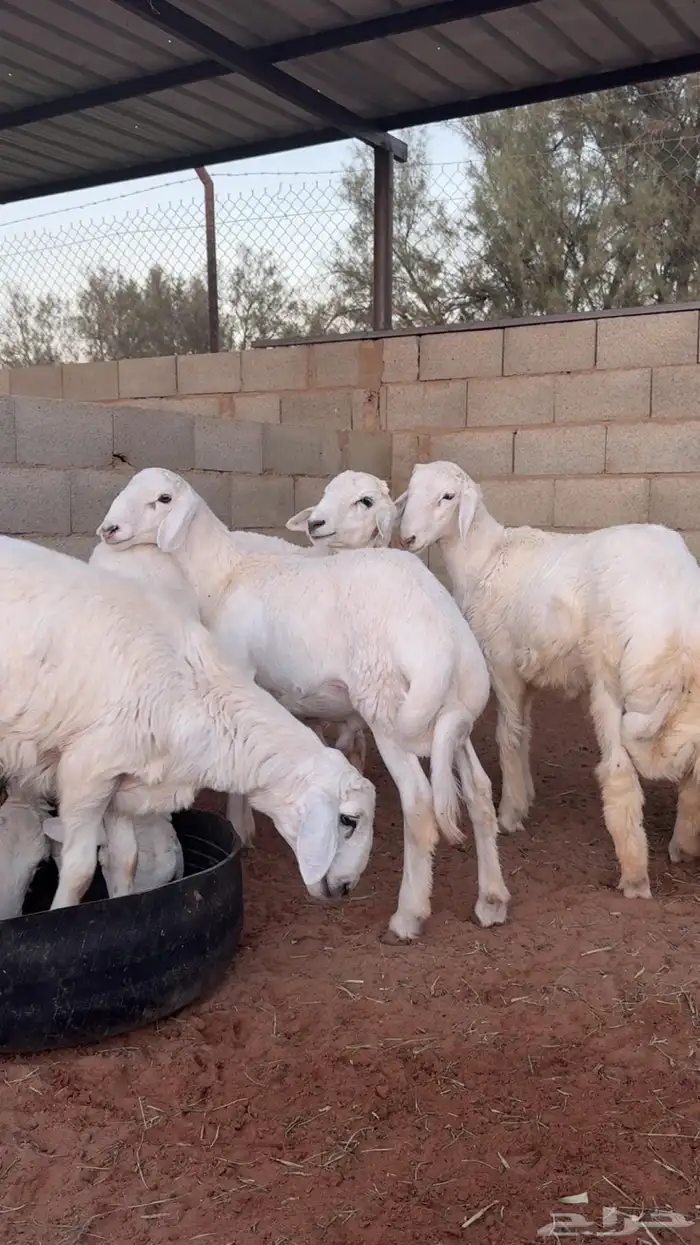 ذبايح حري مغلقه 0