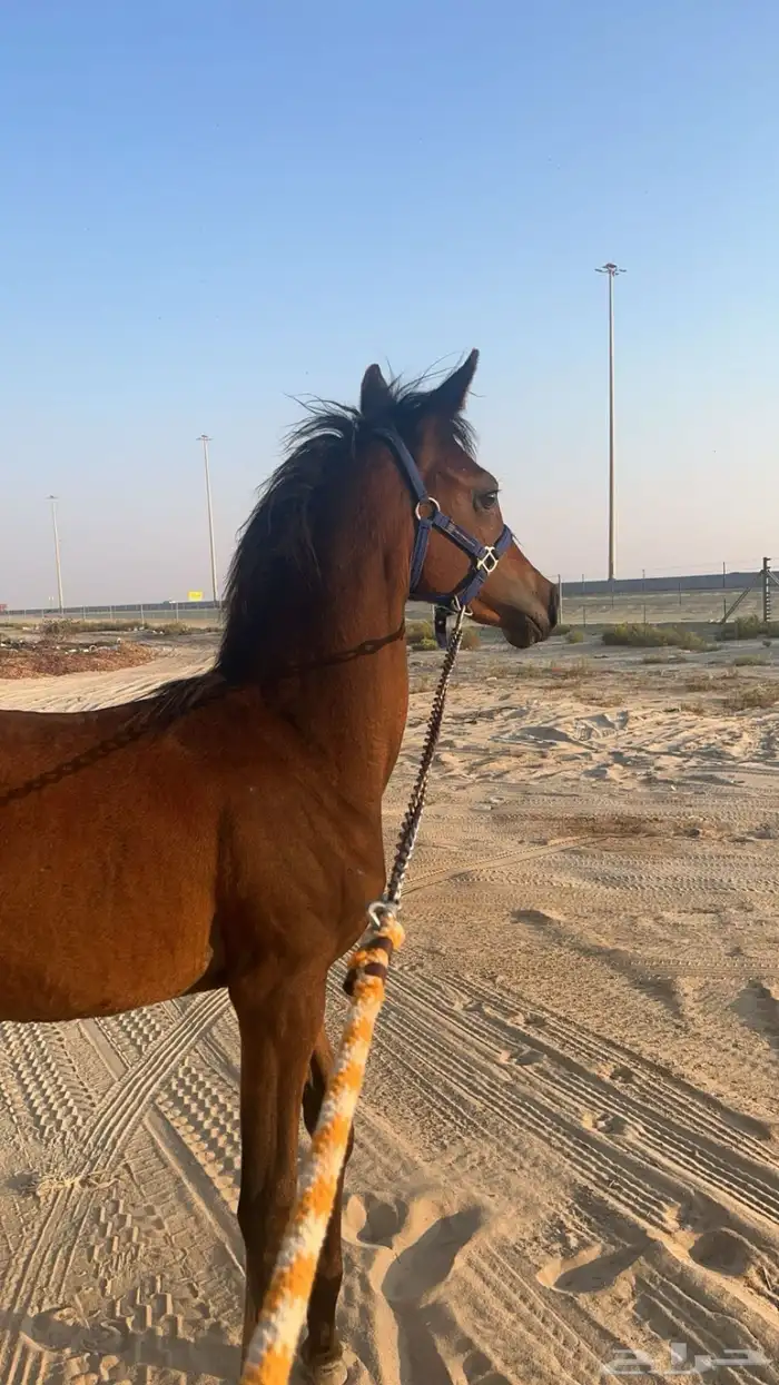 مهره شيخه رفيعه شعبيه 1