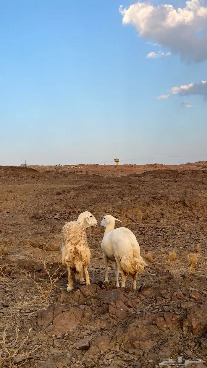 للبيع ضان حيل 5