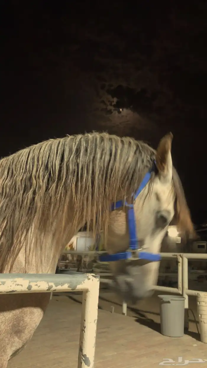 للبيع حصان 1