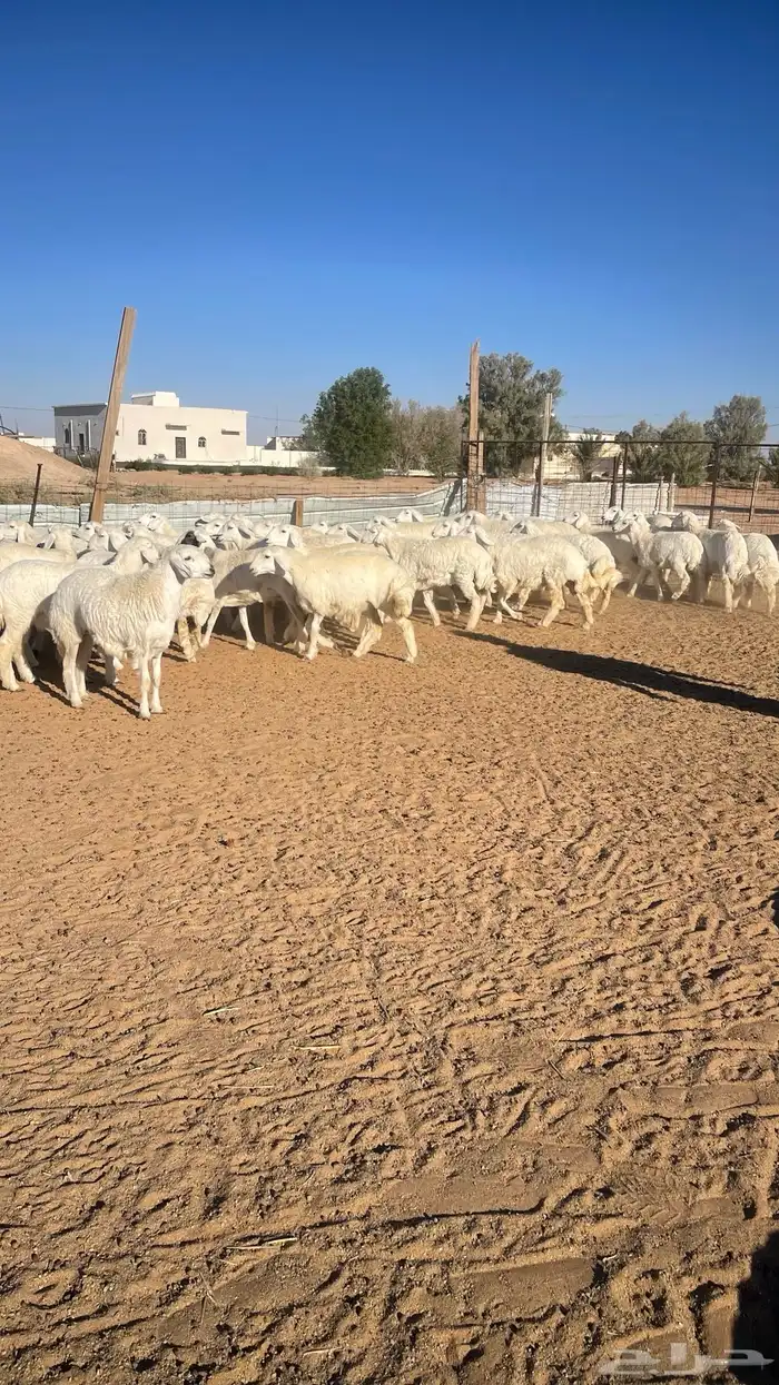 رخال حريات 43 راس حرش 0