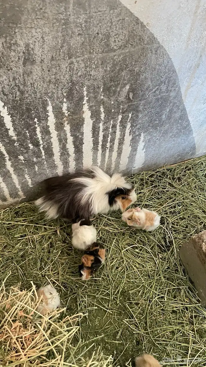 وبران بلدي و أمريكي 9