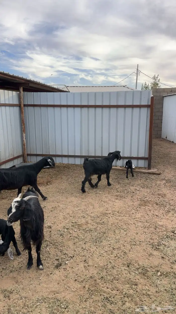 معزا ولد العدد اربع 6