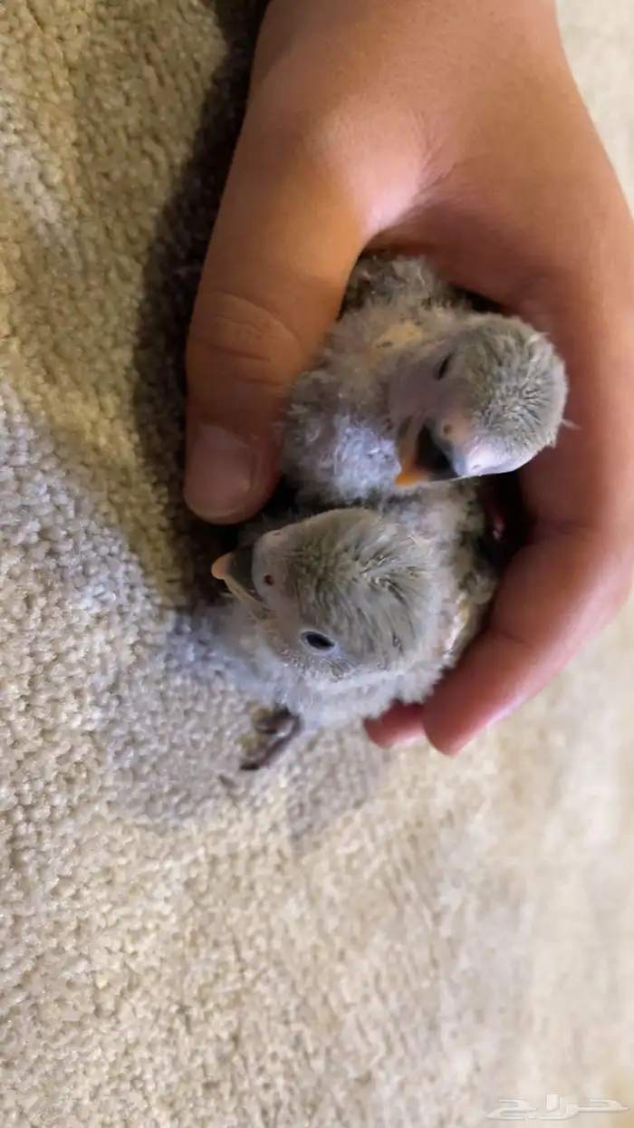 فرخ روز الاحساء للبيع تبارك الرحمن 0