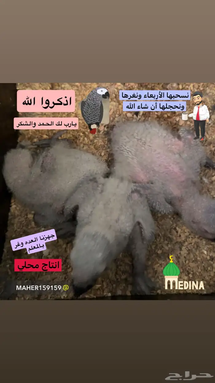 فروخ كاسكو. انتاج محلي 1