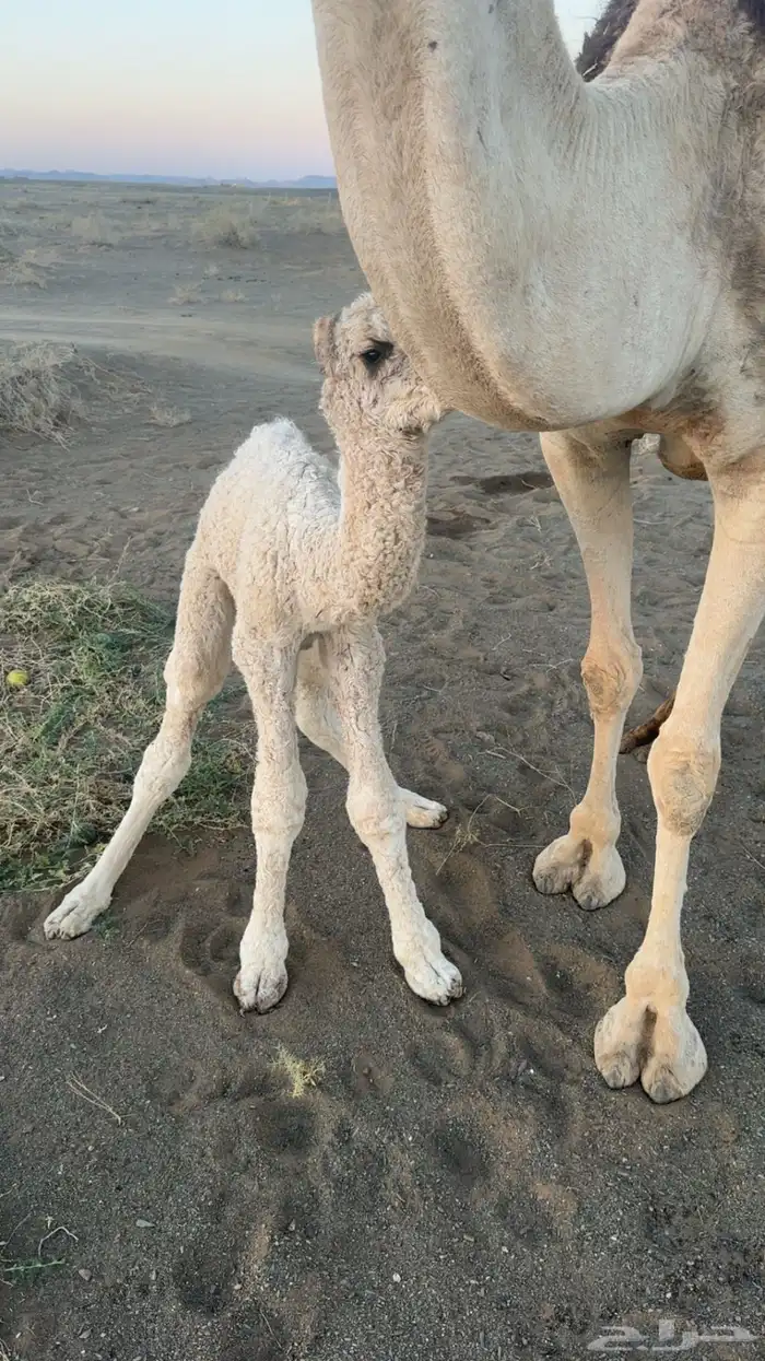 ناقه خلفه عليه قعود رماني 0