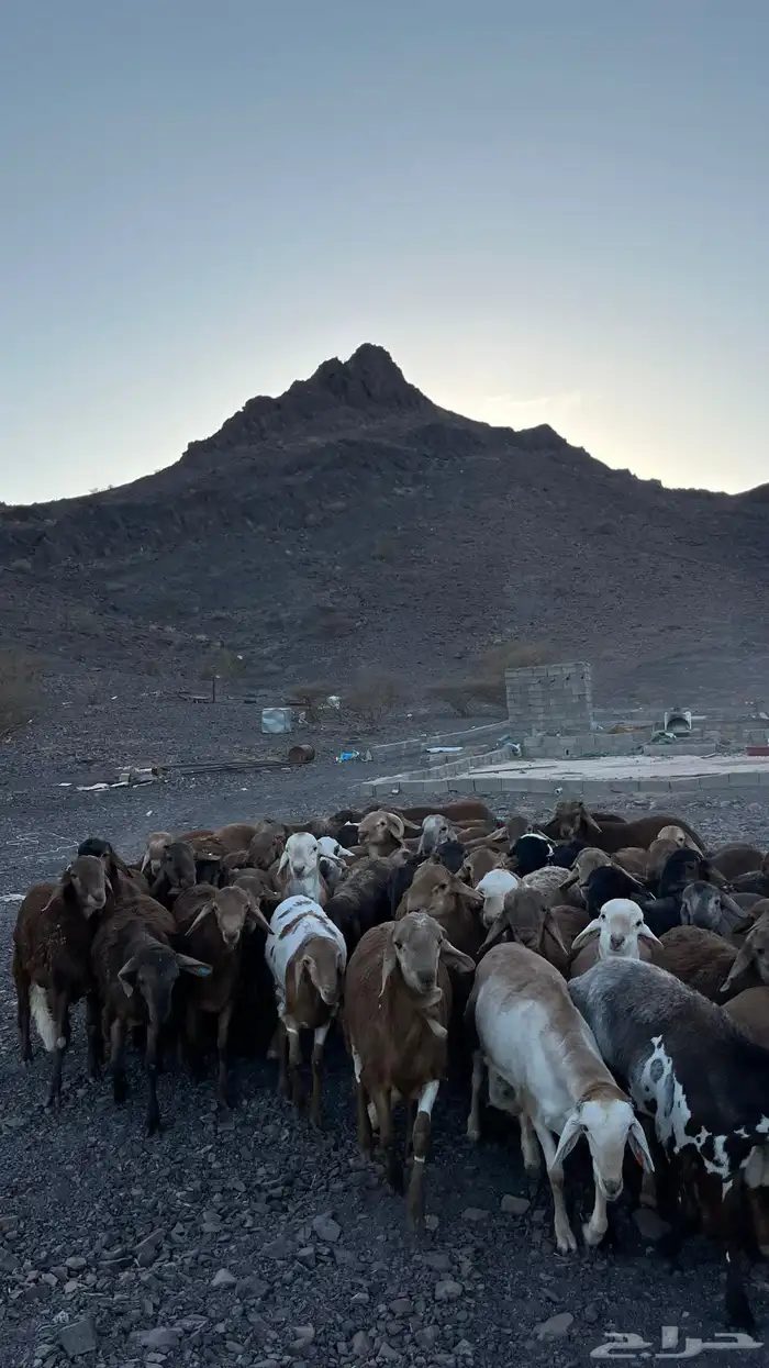 طليان سواكن حمري جادعان مرابى 16