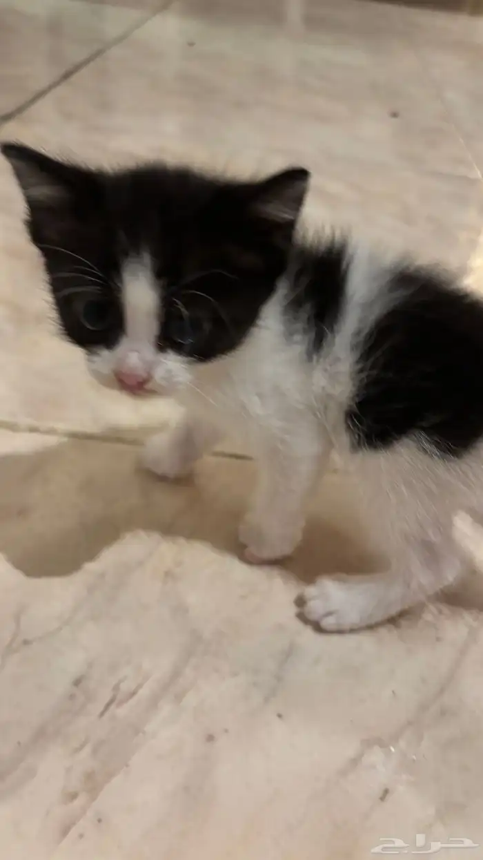 قطط للبيع 3