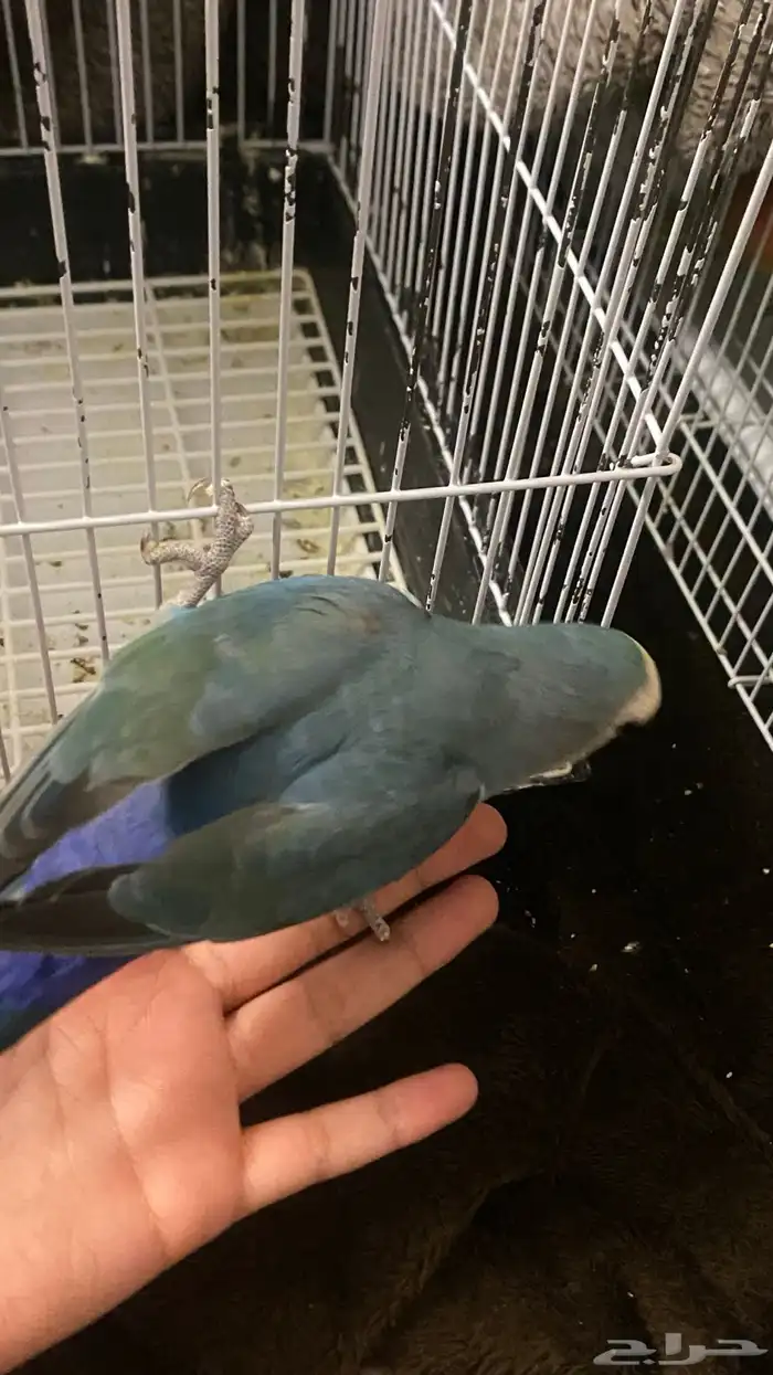 ببغاء للبيع 0