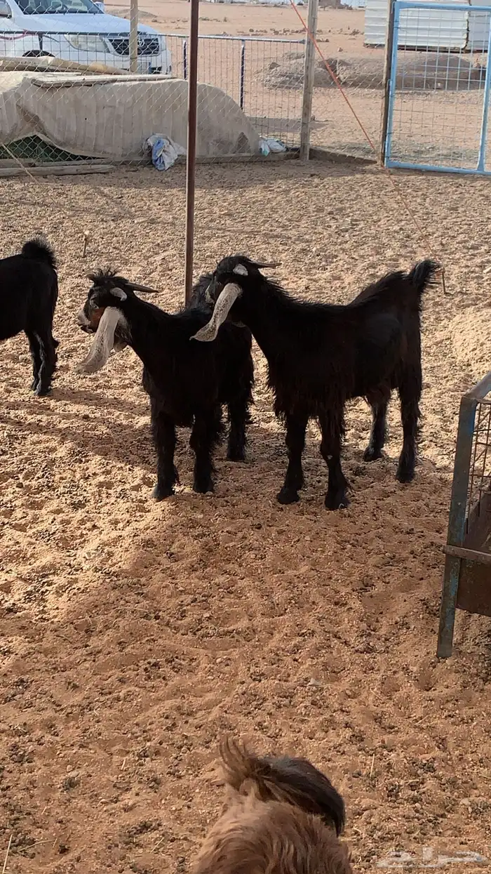 يتوفر لدينا ذبايح حري وتيوس وسواكن 1