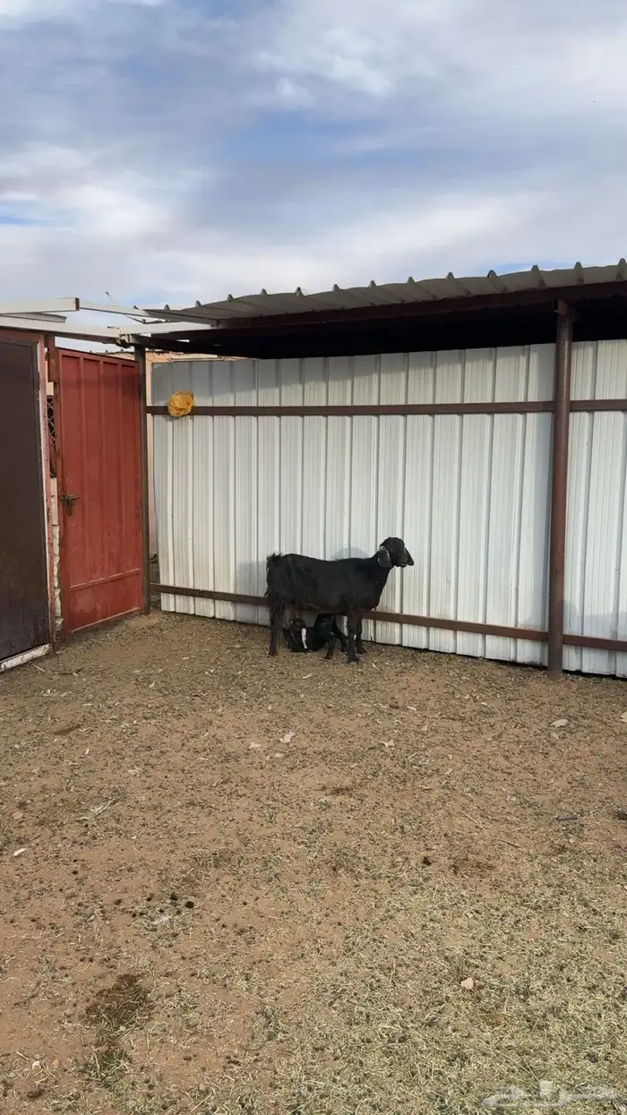 معزا ولد العدد اربع 5