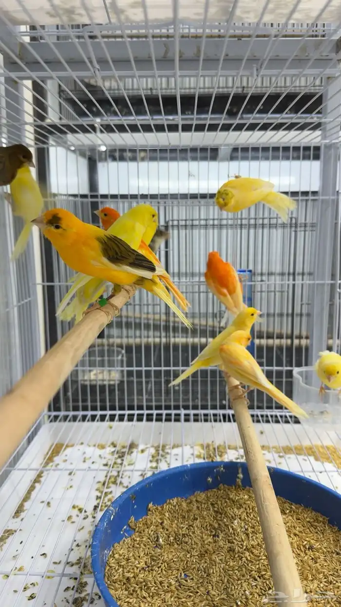 ذكور كناري سوري (تغريد) 3