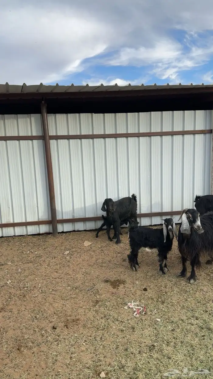 معزا ولد العدد اربع 0