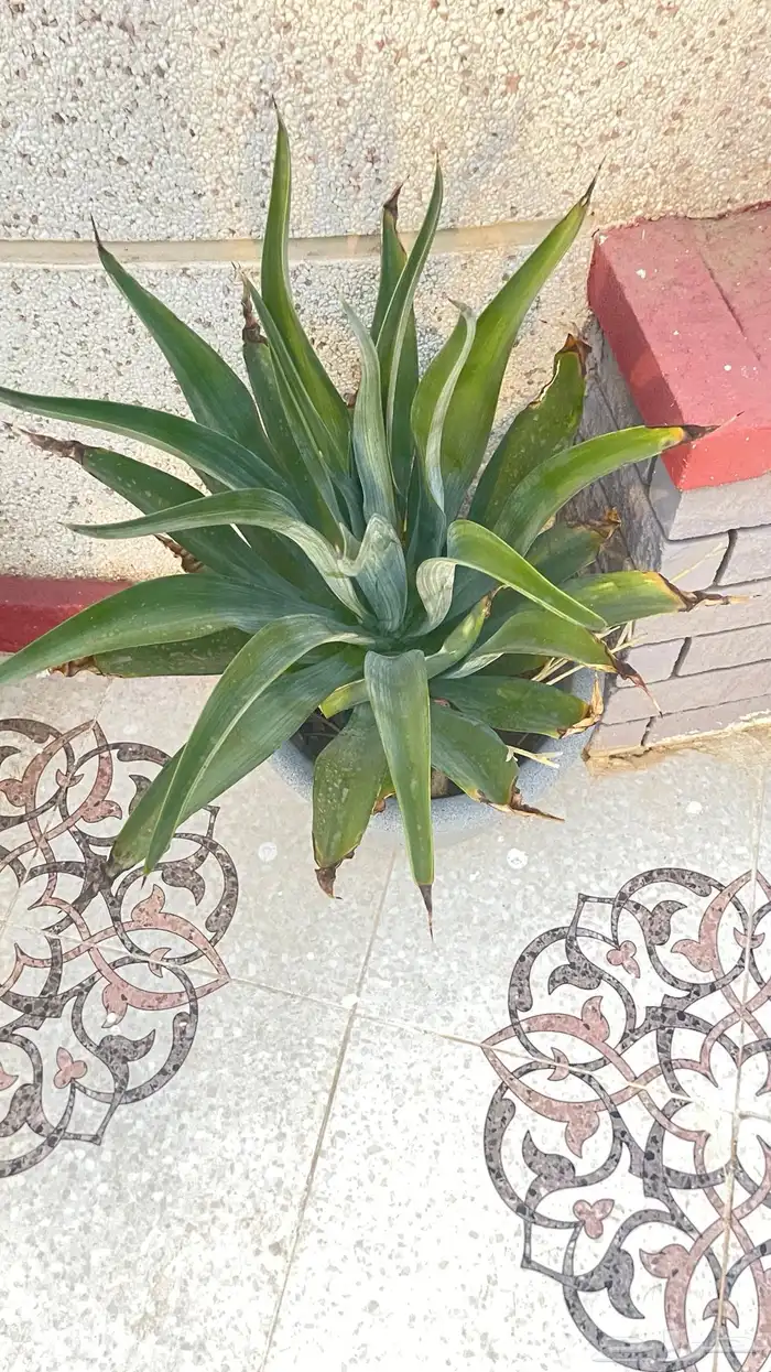 زرع للحديقه بأسعار تبدأ من 5 ريال 5