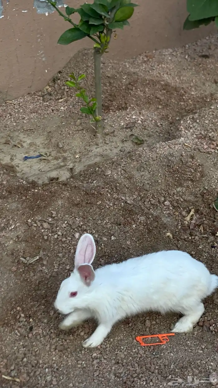 أرانب فرنسي للبيع 1