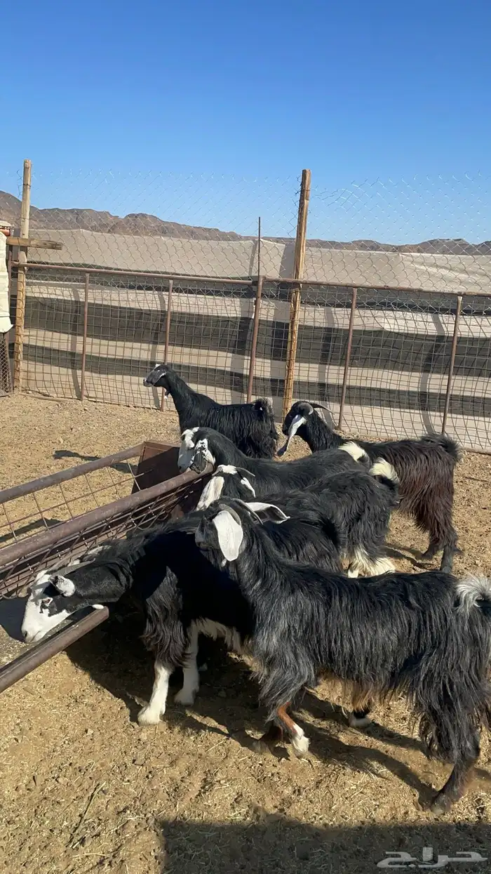 جفار ذبايح او مقنوي طيبه بالحيل( تم البيع ) 5