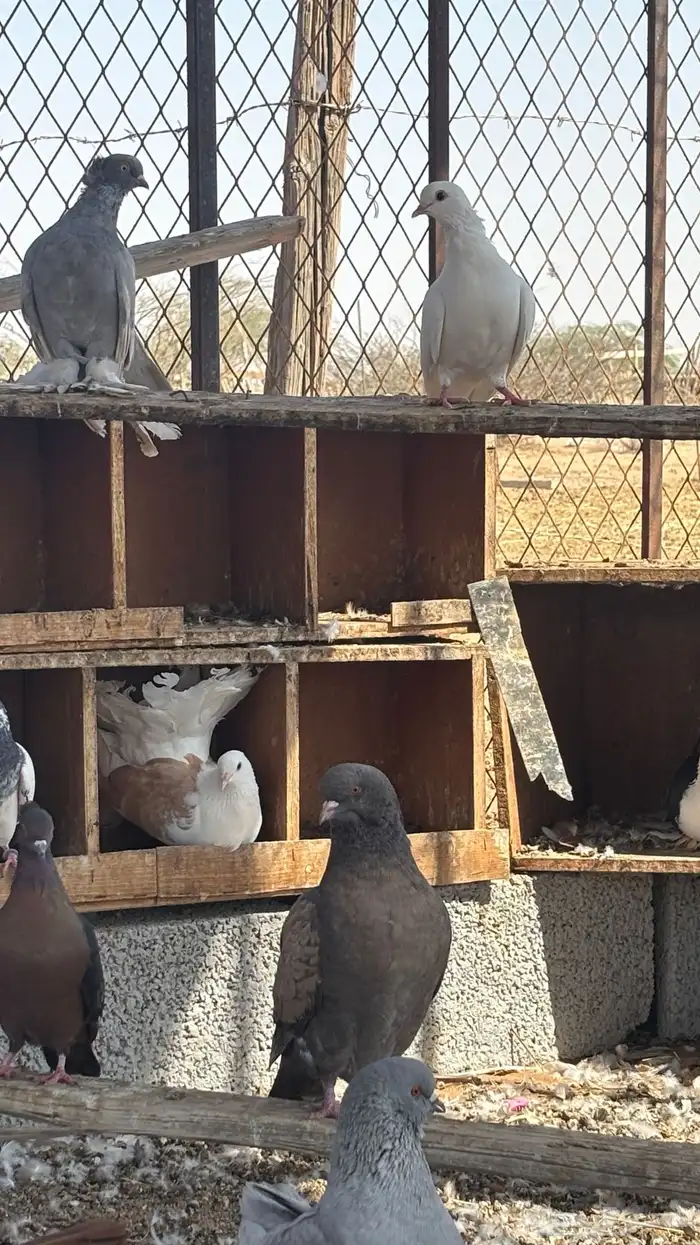 حمام زينه للبيع 11