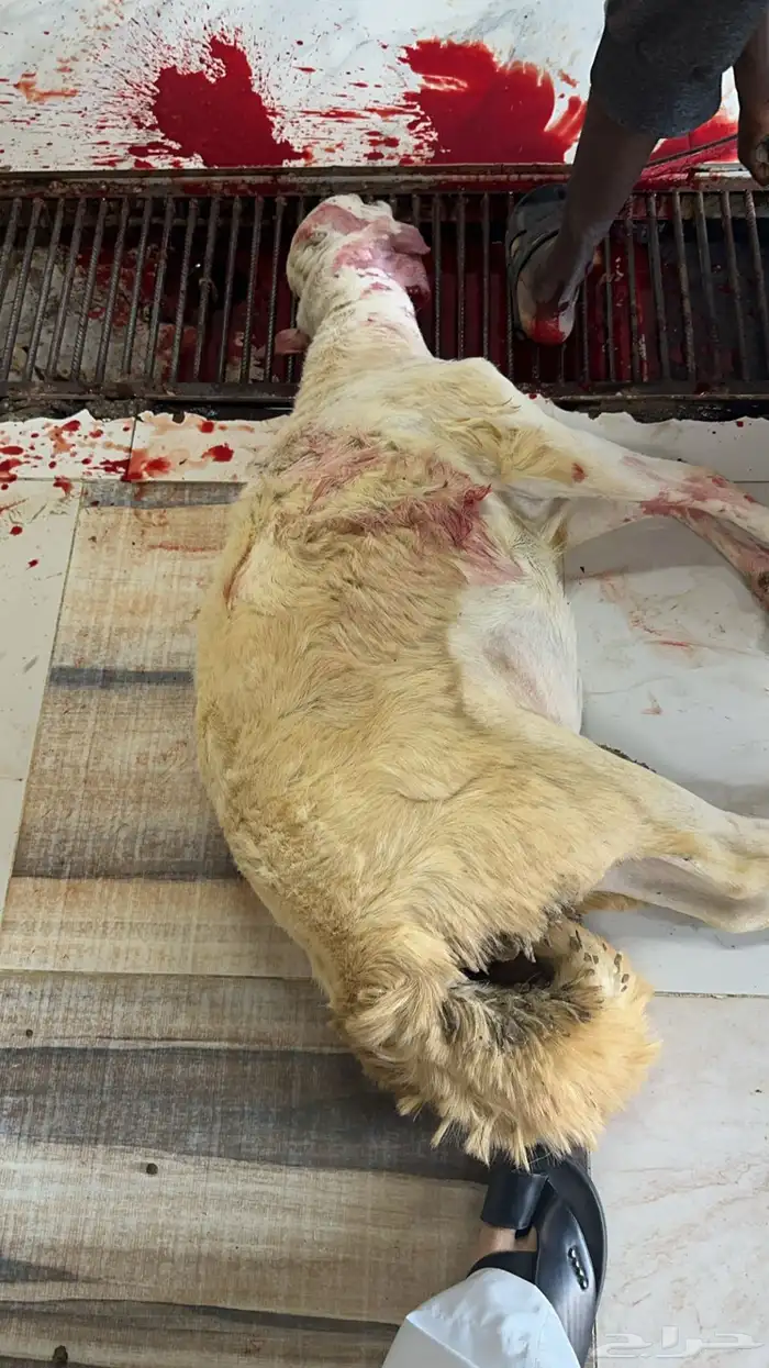 ذبايح حري وسواكني مع الذبح او الطبخ والتوصيل راجع التقييمات 12