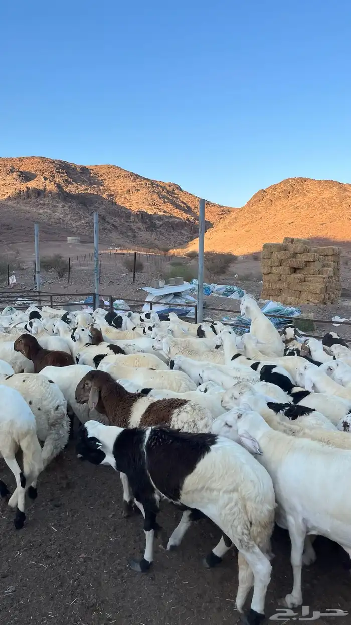 طليان سواكن شبيه الحري مرابى جادعان 26