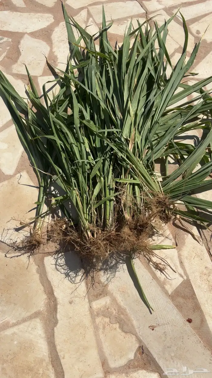 شتلات بونيكام 0