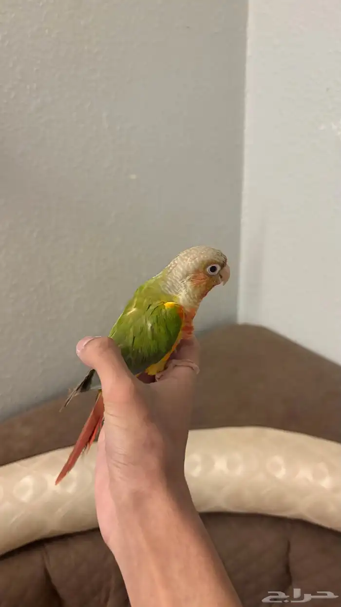 كنيور أليف ومتكلم 0