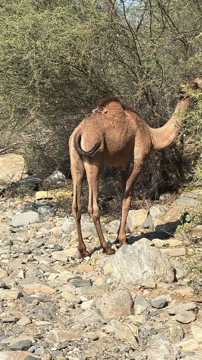 قعدان للبيع 3