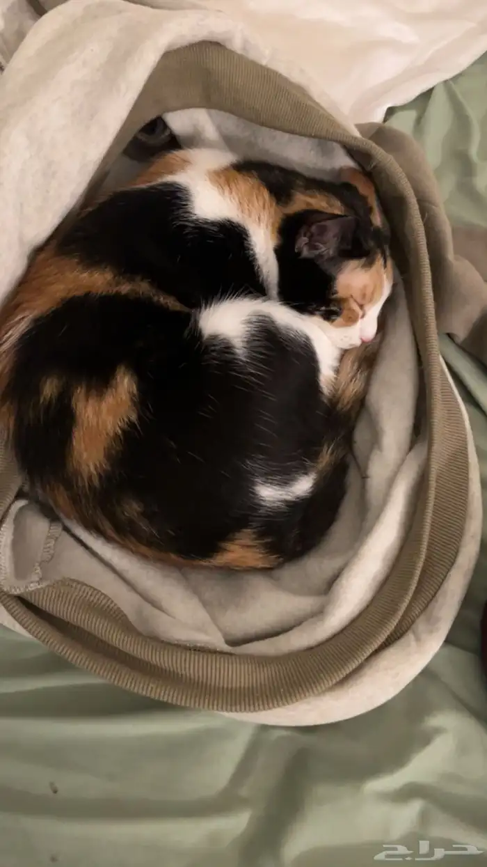 قطط للتبني 4