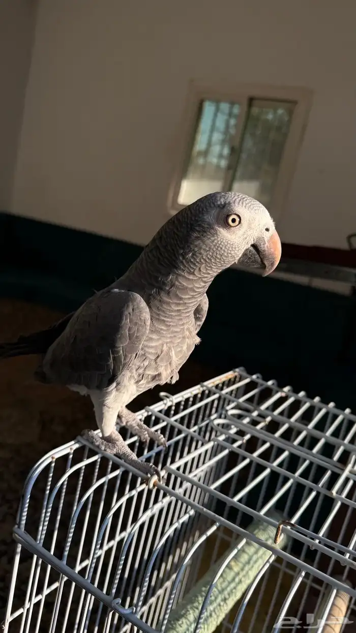 بغبغاء افريقى غينى 2