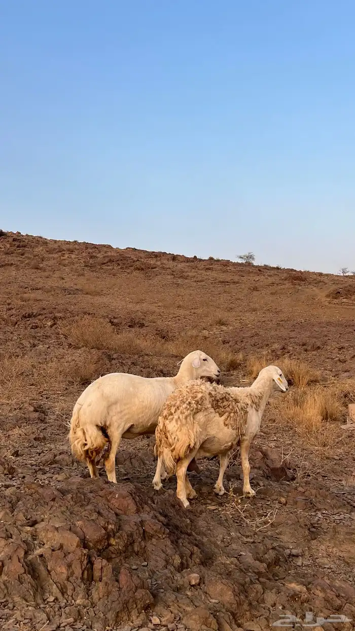 للبيع ضان حيل 1