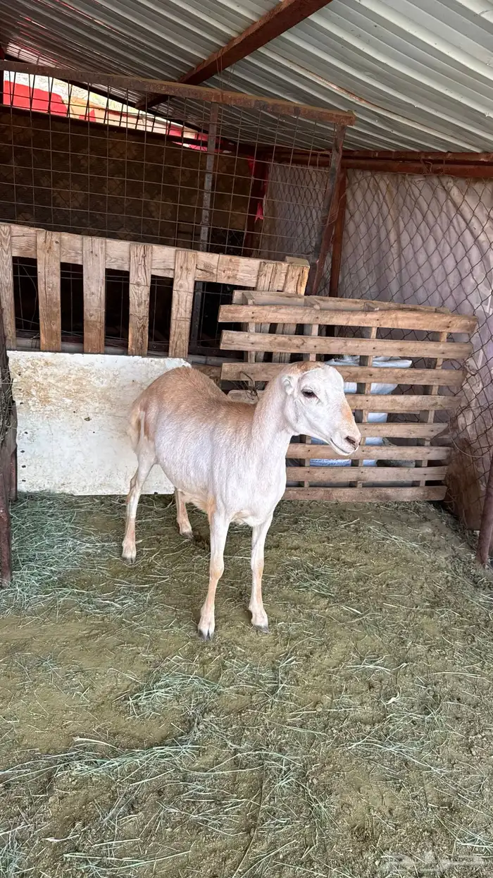 خروف اصمع رفيدي كفو 1