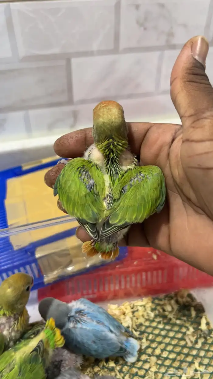 فروخ روز غر 4