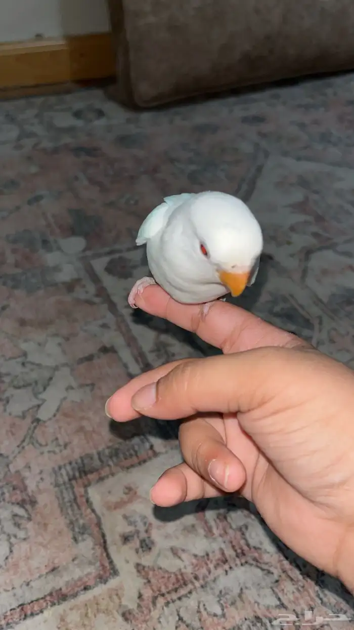 روز ابيض البينو عيون حمر هدد داخلي نشبه 3