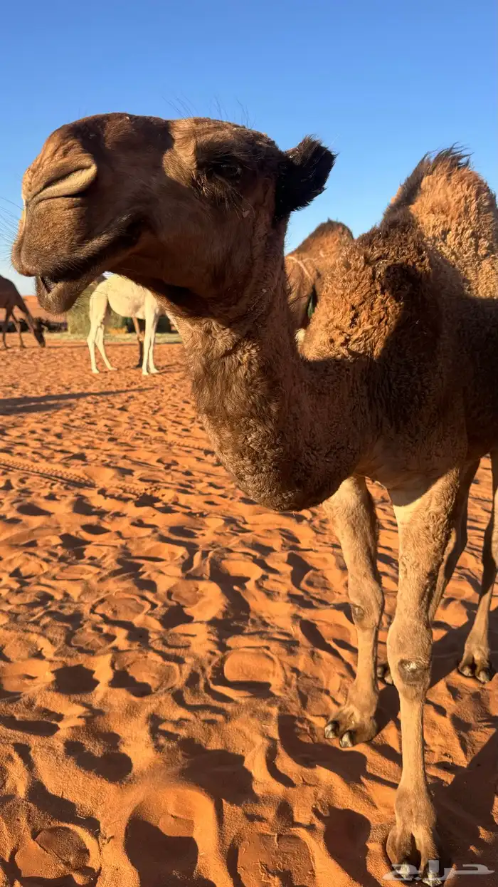 ناقه لقحه منتج 1