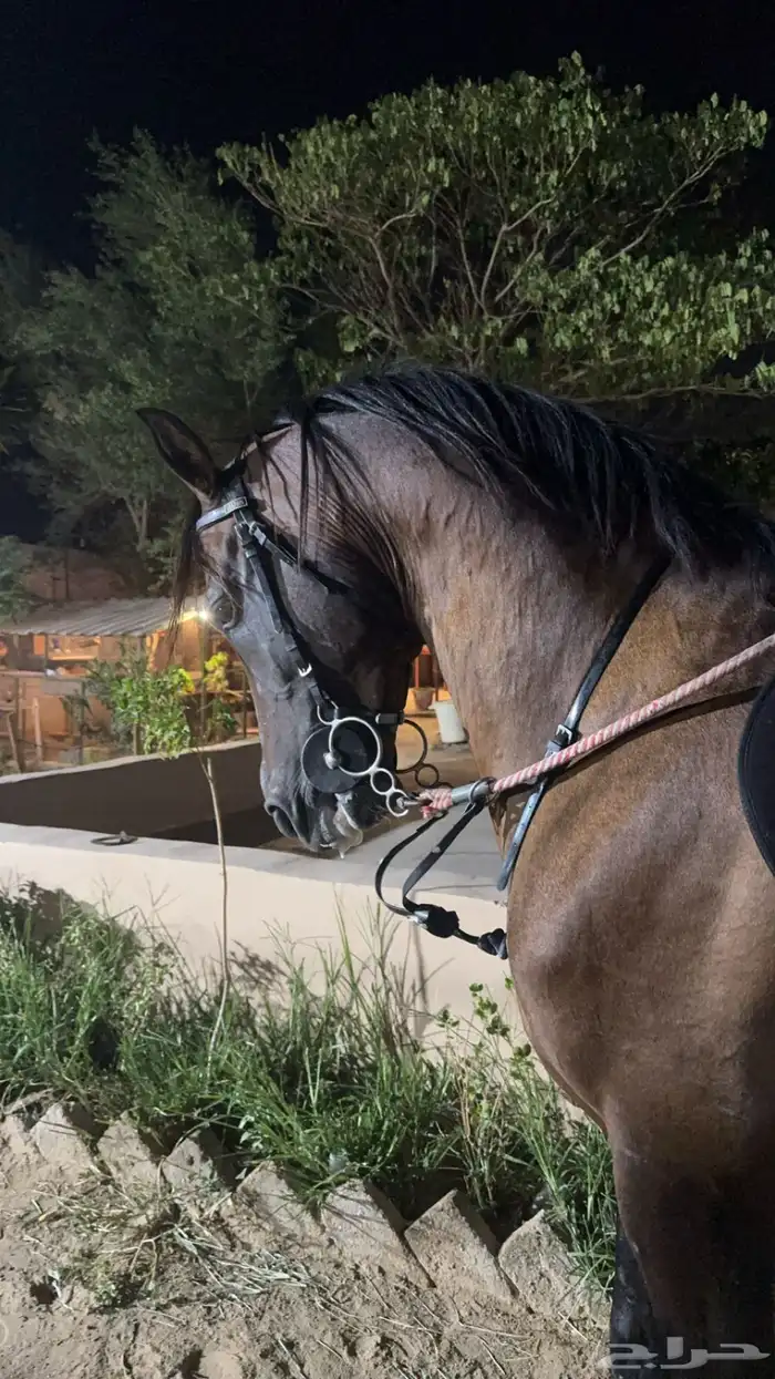 حصان شعبي شيخ 0