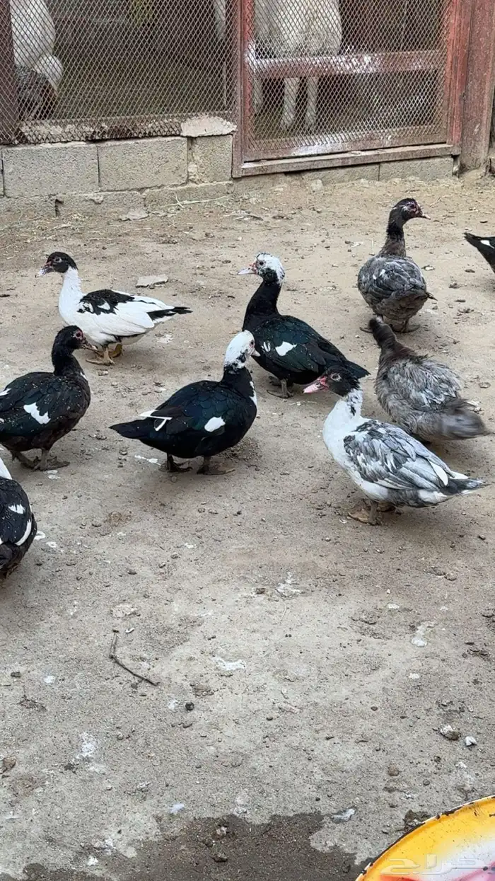 بط مصري للبيع 2