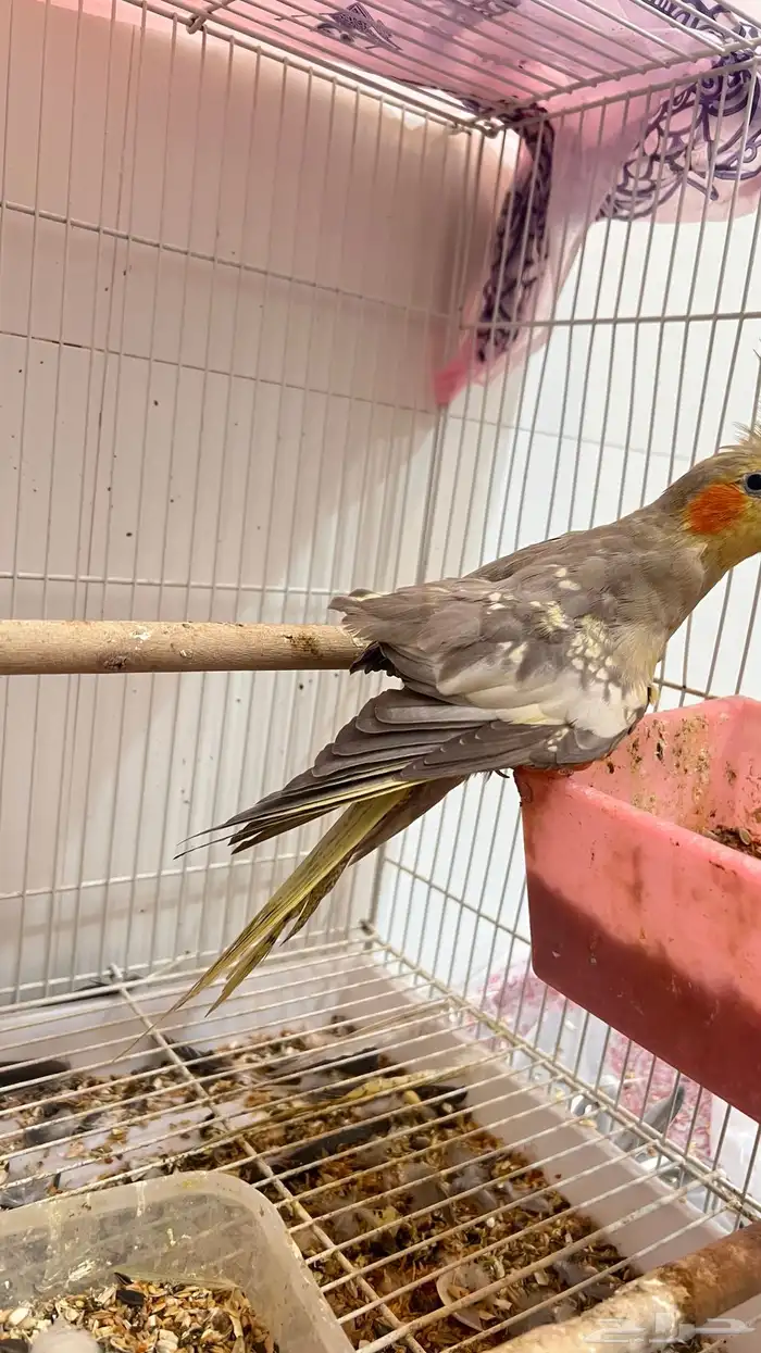 جوز كروان باكستاني 3