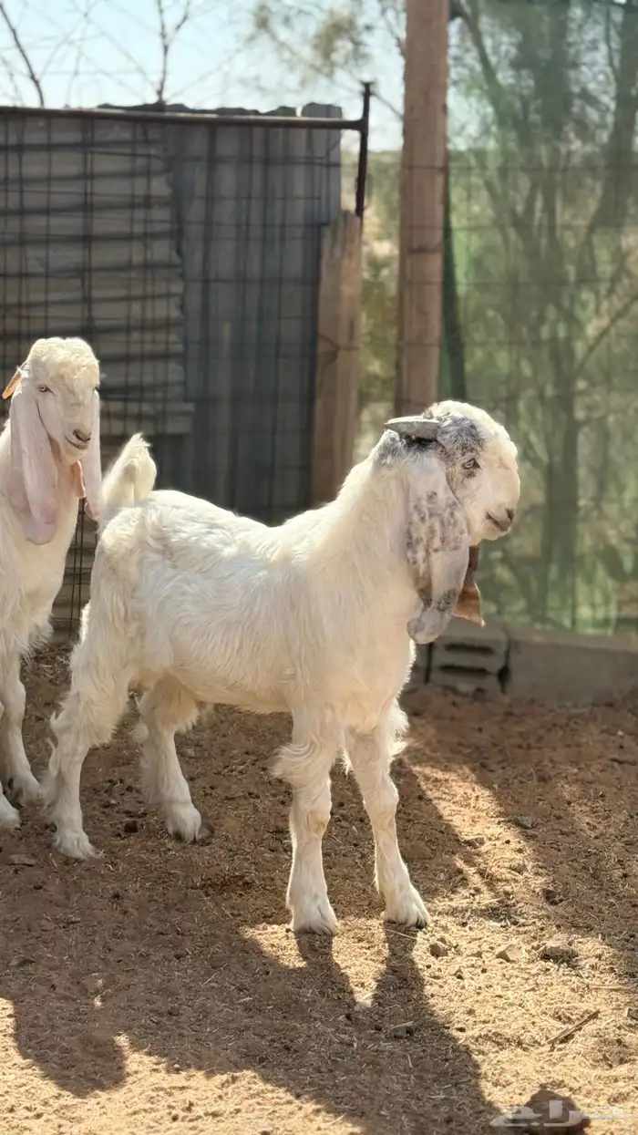 تيوس مطوره 5