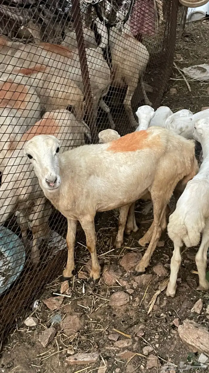 رخل للبيع على السوم 2