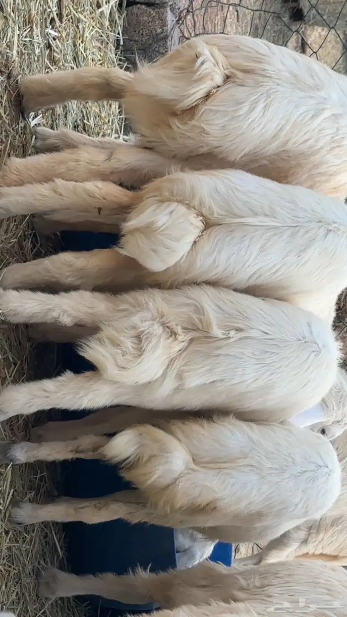 للبيع طليان حريه نظيفه شرط وسمان 1