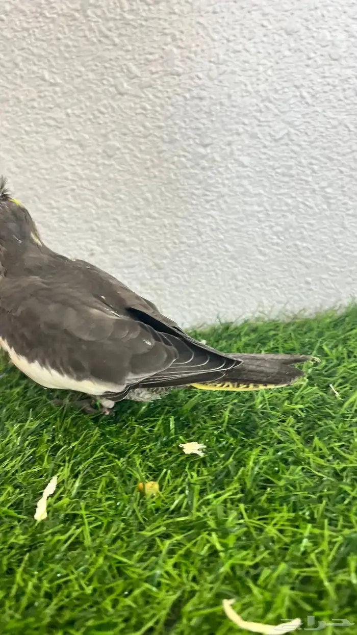 ببغاء كروان هدد داخلي وخارجي اليف جدا 2