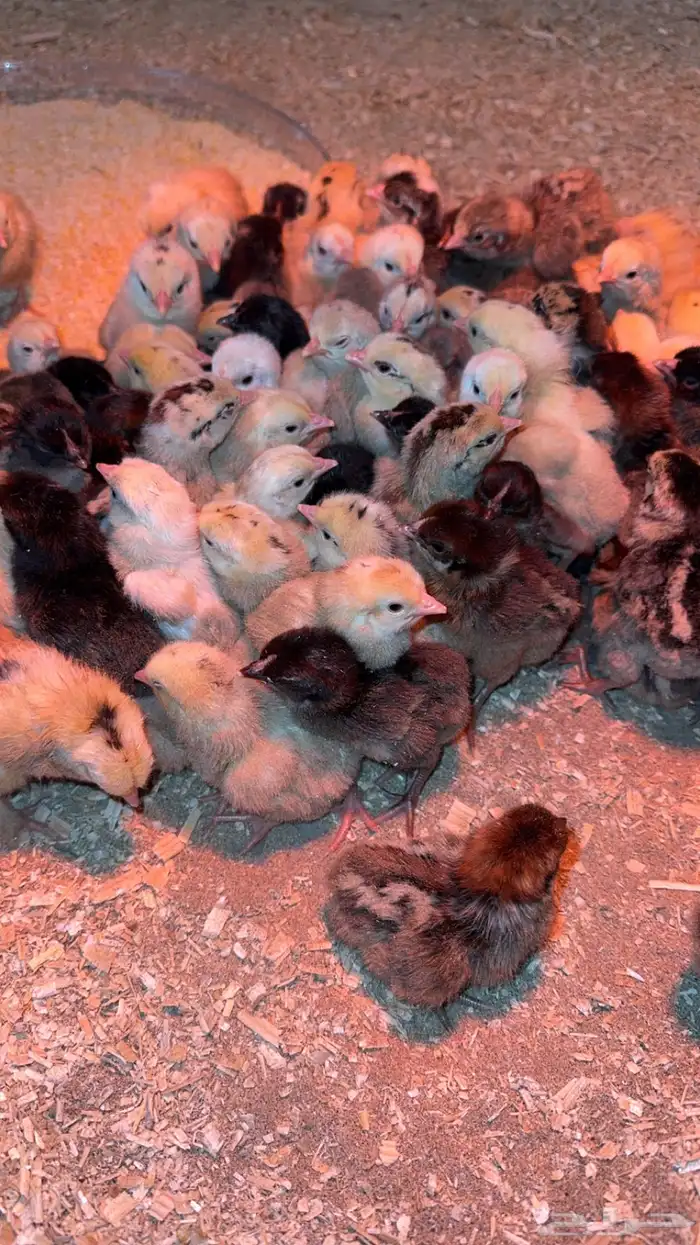 صوص دجاج للبيع 0