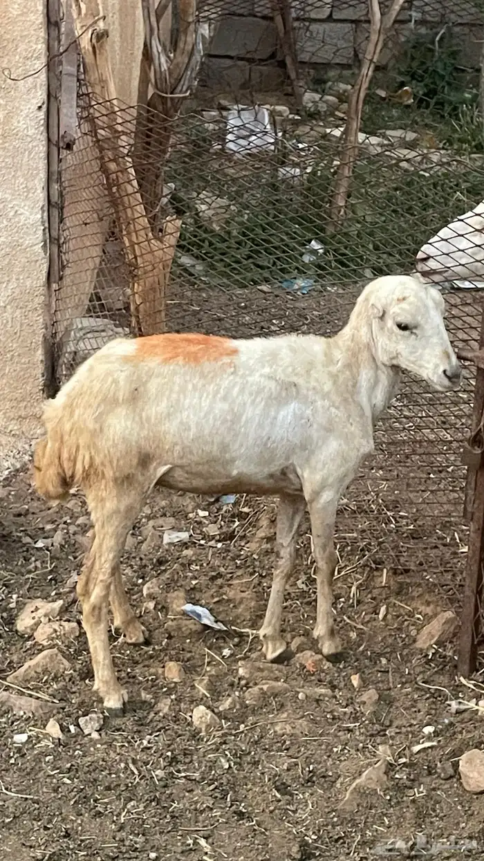 رخل للبيع على السوم 4