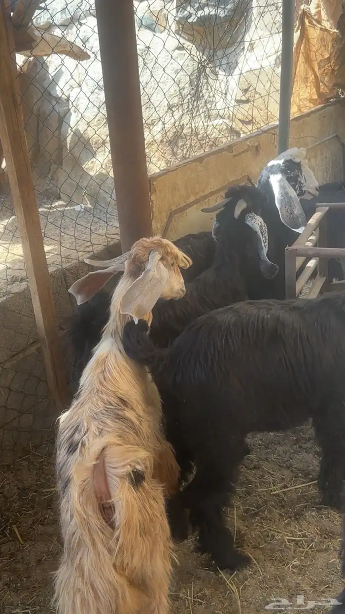 تيوس عوارض مخاصي 1