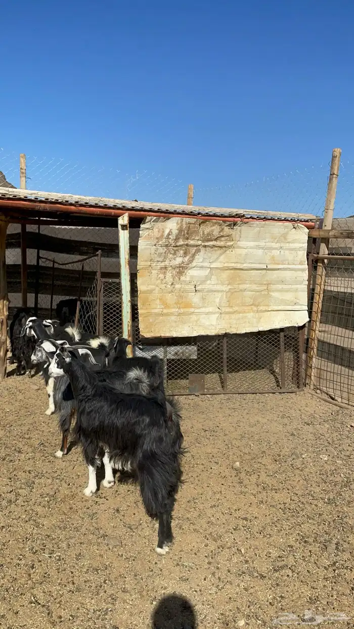 جفار ذبايح او مقنوي طيبه بالحيل( تم البيع ) 12