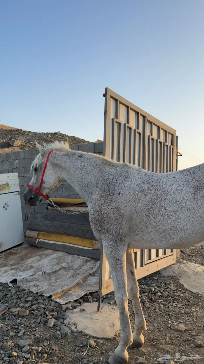 فرس شعبيه 5 سنوات 1