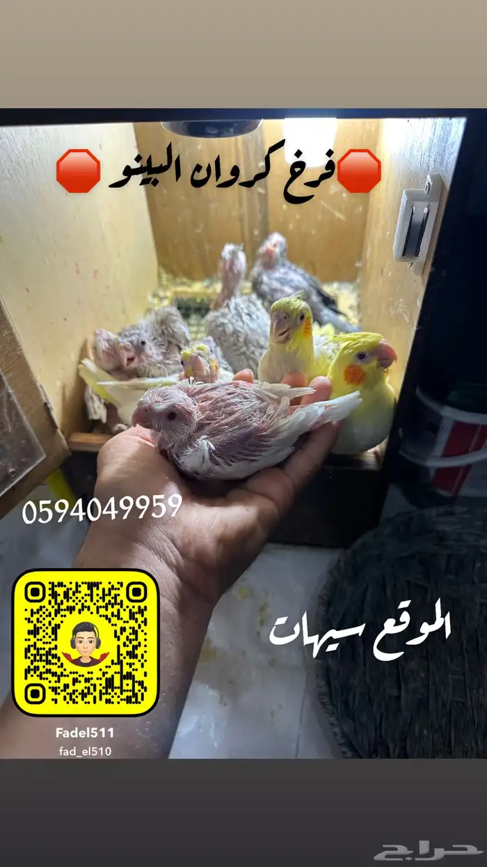 طير كروان البينو 0