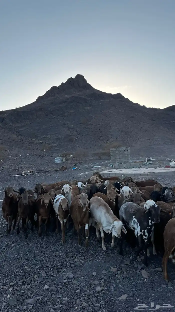 طليان سواكن حمري جادعان مرابى 20